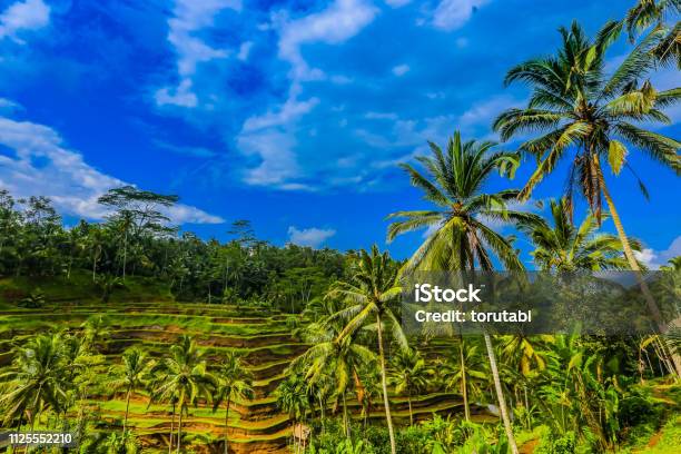 Rice Terrace Of Ubud Bali Indonesia Stock Photo - Download Image Now - Asia, Bali, Blue