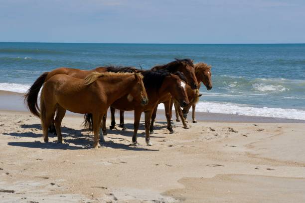 istock American life / A sandy beach and a group of wild horses napping. 1125552608