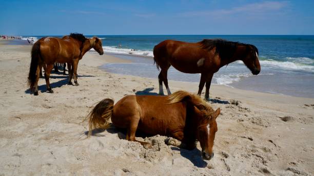 istock American life / A sandy beach and a group of wild horses napping. 1125552609