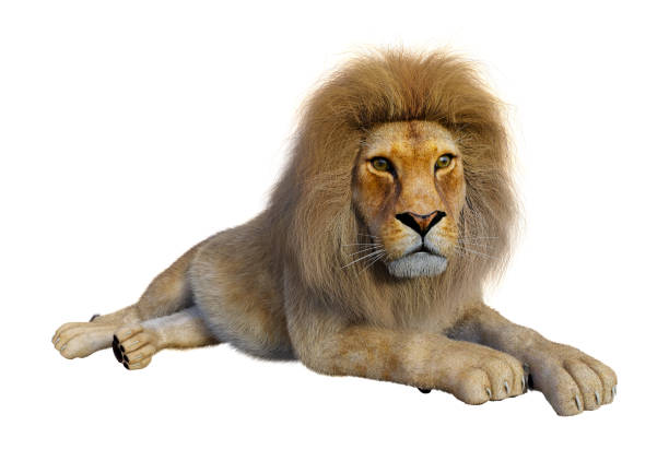 3D rendering of a male lion isolated on white background