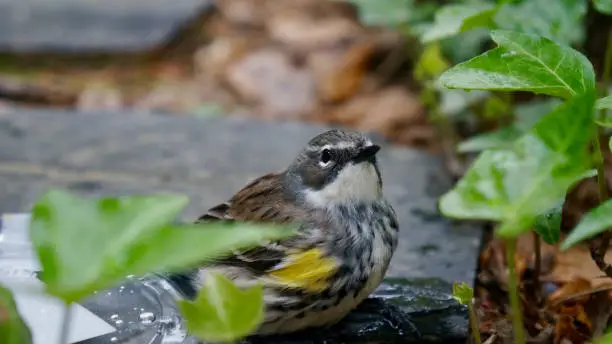 Photo of American life / yellow rumped warbler