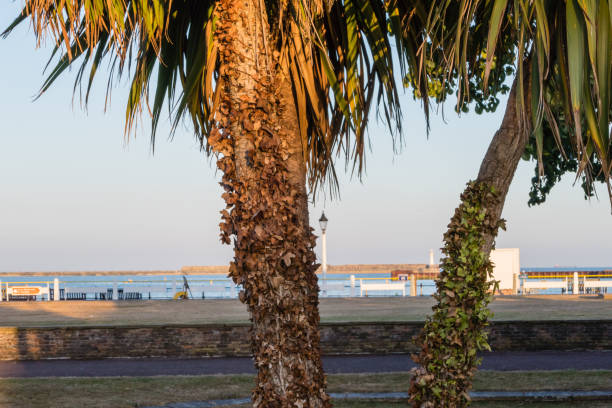 istock Palms in Front of Harbor Dover 1125553903