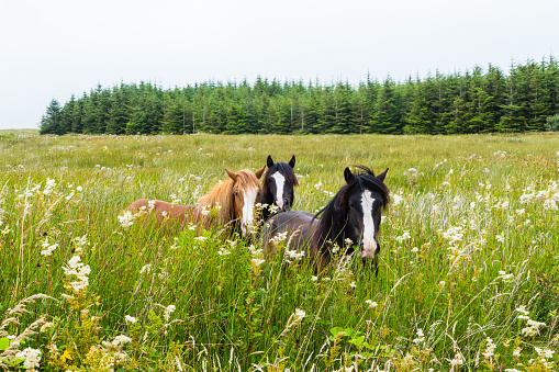 In the tranquil mountain pasture, a group of horses peacefully graze on the lush green grass. Their graceful forms blend harmoniously with the natural landscape, their coats shimmering under the warm sunlight. As they move, tails swaying gently, a sense of serenity envelops the scene