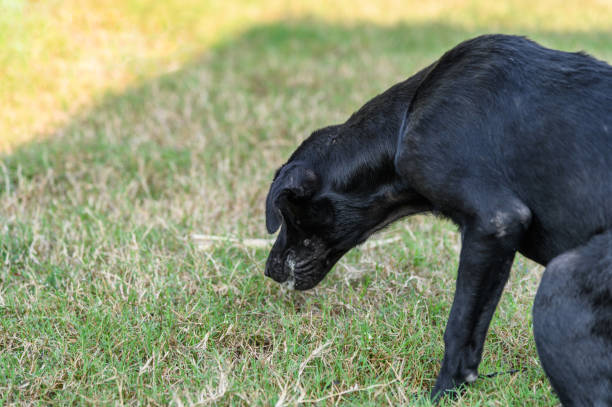 istock Black domestic dog are vomit mucus 1125556117
