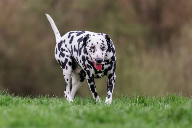 istock Dalmatian dog walks on the meadow 1125557683
