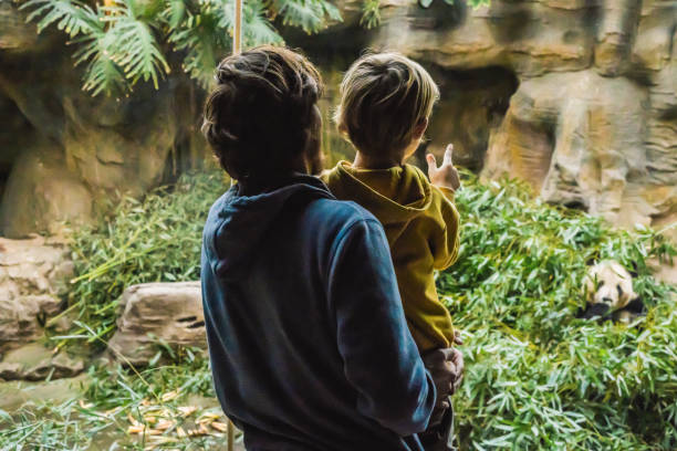 istock Dad and son watch panda eat bamboo 1125563790
