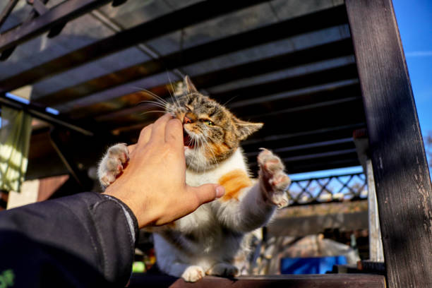 A domestic cat jumping on the hand for a purpose bite into my hand. A colorful cat with green eyes repeatedly playing and attacking my hand. stock photo
