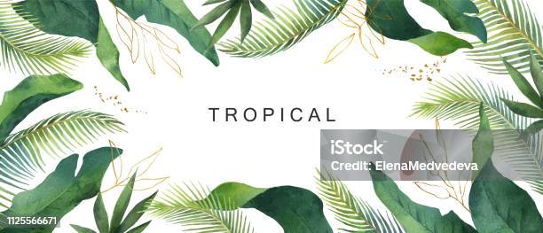 水彩ベクトル バナー熱帯の葉の孤立した白い背景 - 葉のベクターアート素材や画像を多数ご用意 - 葉, 熱帯気候, 水彩画