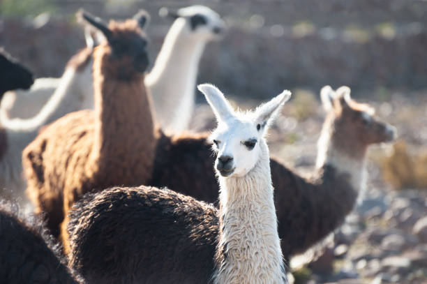 istock White and brown lamas on Altiplano, Bolivia. 1125567255