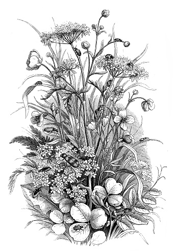 Illustration of a Insects in the meadow