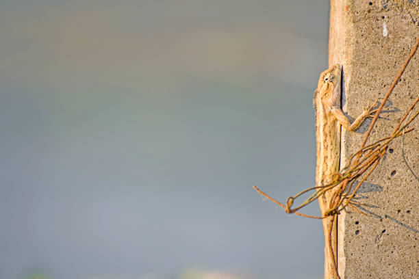 camaleón cambia su color como la pared. - oustalets chameleon fotografías e imágenes de stock