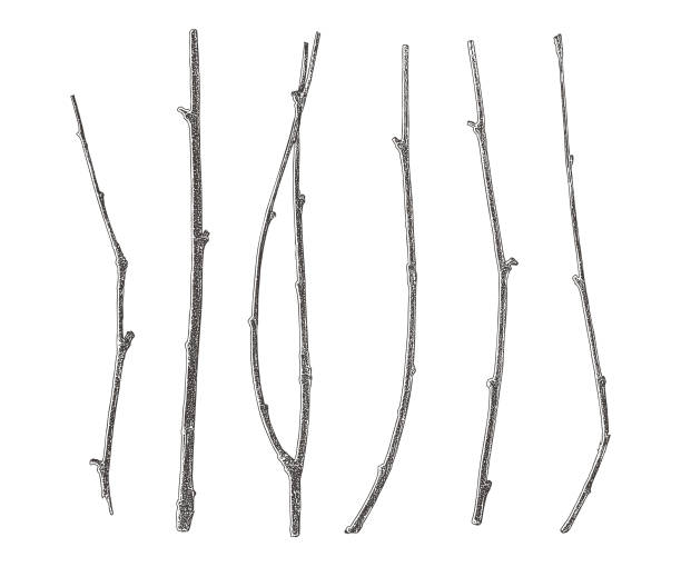 흰색 바탕에 잘라 6 잔 세트 - twig stock illustrations