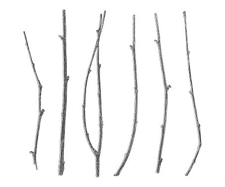 Set of six twigs cut out on white background