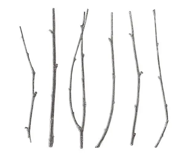 Vector illustration of Set of six twigs cut out on white background