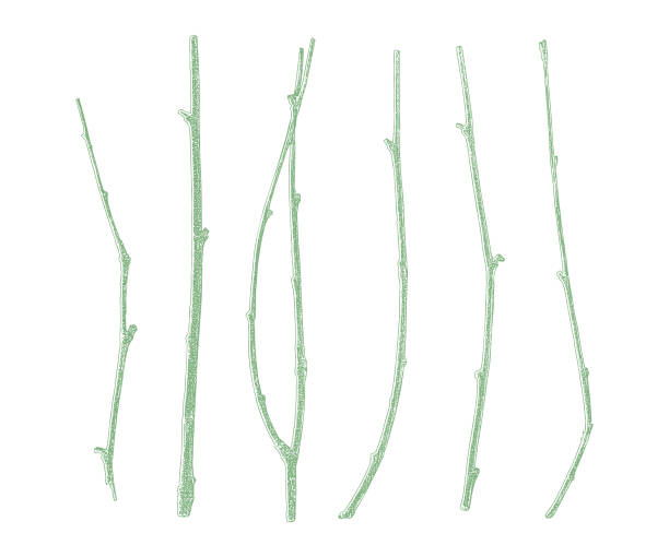 istock Set of six twigs cut out on white background 1125569910