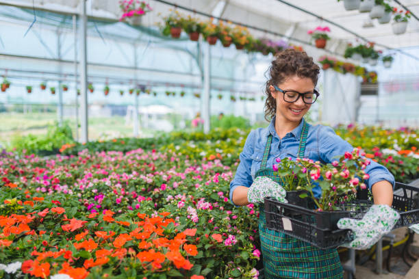 donne fioriste che lavorano con i fiori in una serra - centro per il giardinaggio foto e immagini stock
