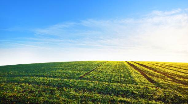 istock Lush green agricultural field with tractor tracks 1125570993