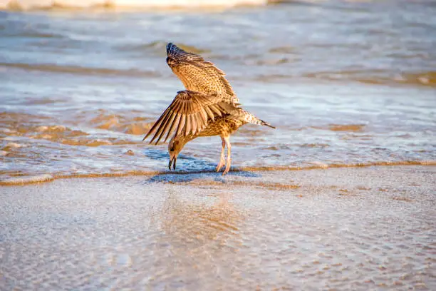 Photo of herring gull on a beach of the Baltic sea with food