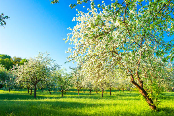 istock Springtime. Beautiful landscape with blossoming apple garden in Spring. 1125574877