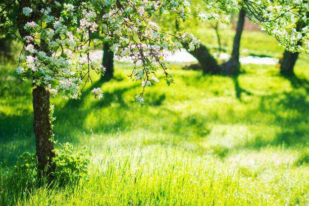 istock Springtime. Blossom tree in green garden in sunlight 1125574880