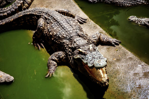 istock Crocodile are mouth is open in farm. 1125575401