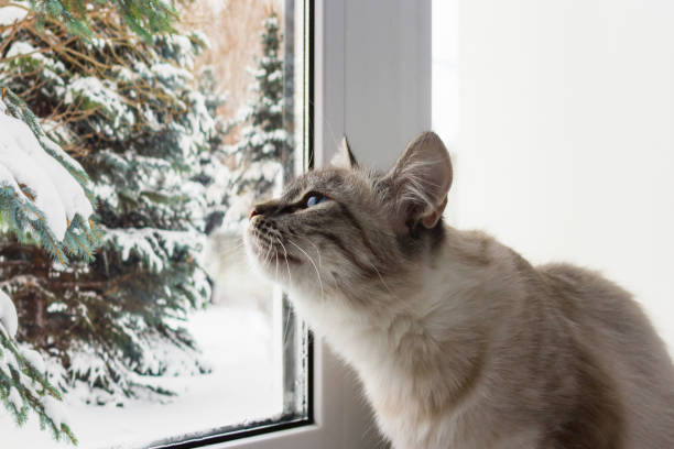 istock fluffy cat with blue eyes sititng on a window sill 1125575495