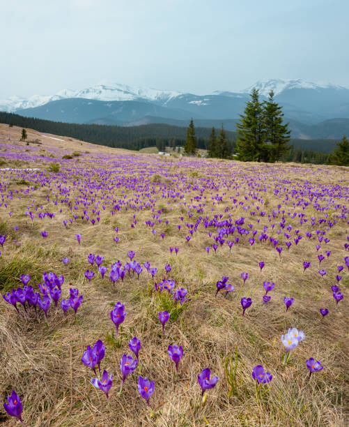 春の山に紫のクロッカスの花 - spring crocus temperate flower european alps ストックフォトと画像