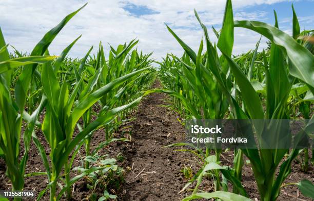 Freeform Corn Rows Corn Rows Stock Photo - Download Image Now - Agricultural Field ...