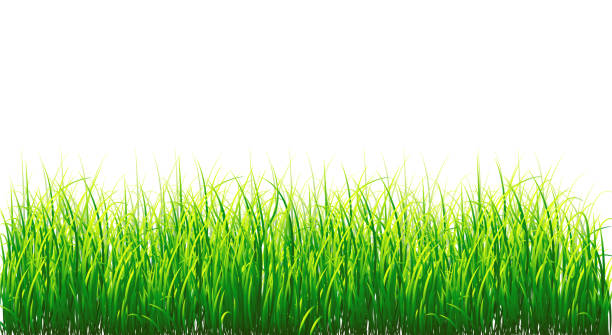 illustrations, cliparts, dessins animés et icônes de fond frontière herbe vector, isolé sur blanc - grass area grass summer horizon