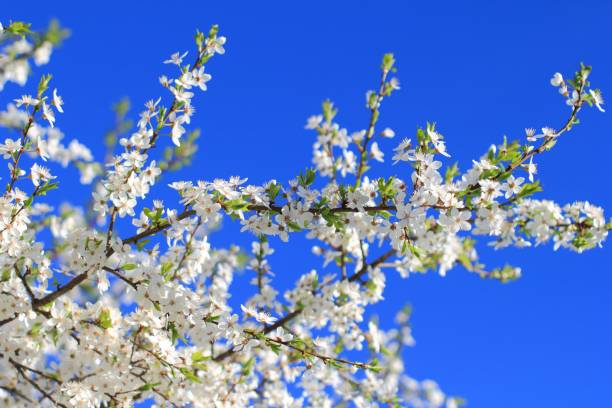 Cherry tree blossom in spring stock photo