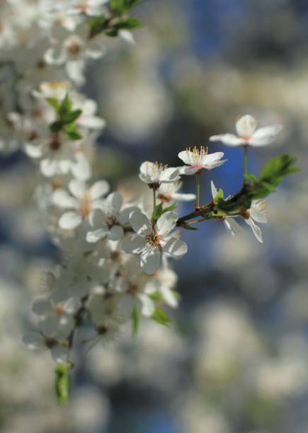 Spring flowers on blossom cherry tree stock photo