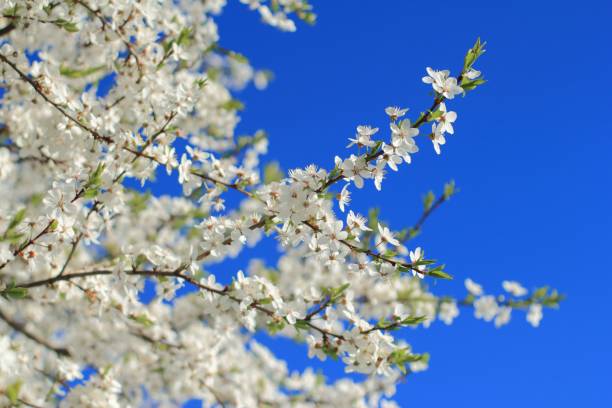 Blossom tree and blue sky on background stock photo