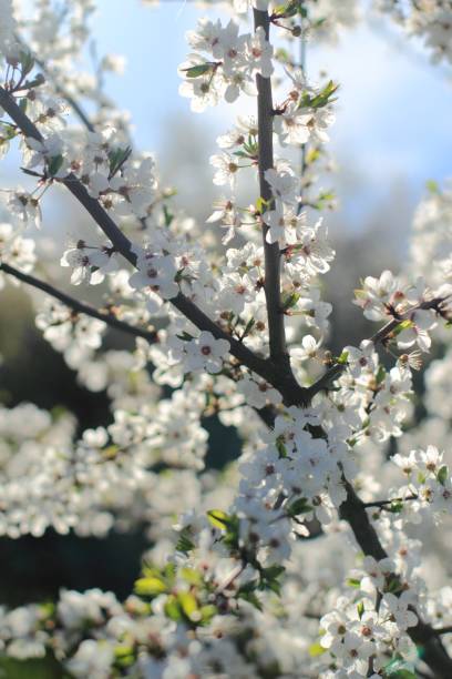 Spring. Blossom cherry tree stock photo