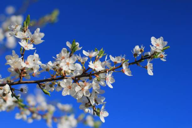 Beautiful blue sky and blossom cherry tree in spring stock photo