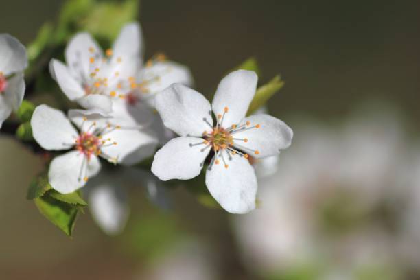 Cherry flowers in spring stock photo