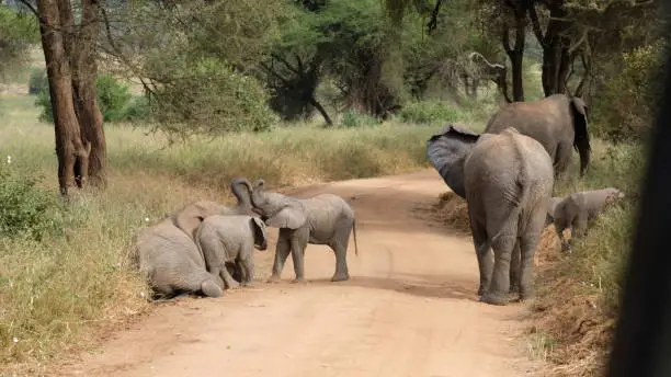 Baby elephant linking trunks with its mother