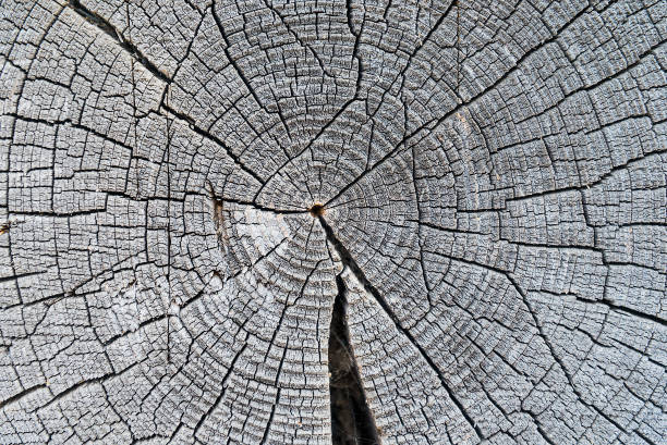 istock The texture of wood. 1125584089