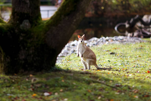 istock Cute kangaroo under big tree in its natural enviroment 1125584478