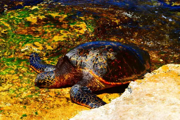 Hawaiian turtles on the beach where they filmed the movie Lost. Oahu.