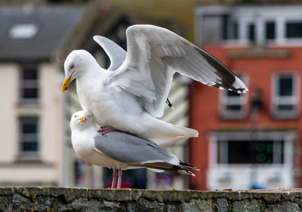 The black-headed gull (Chroicocephalus ridibundus) romance dancing on the park trail. Breeding plumage. Springtime.