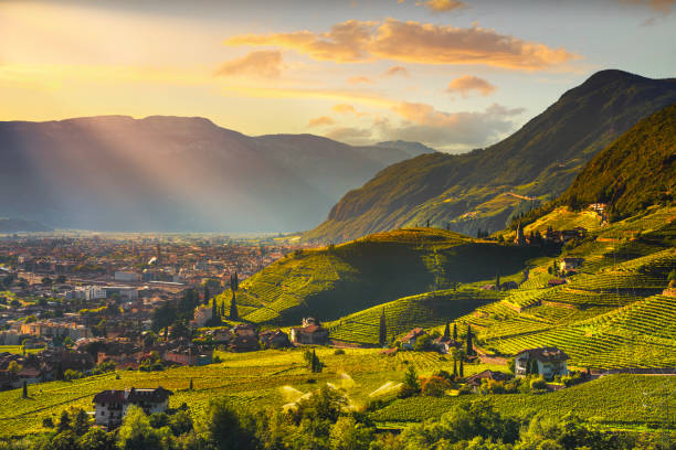 vista de viñedos en santa maddalena bolzano. trentino alto adige sud tirol, italia. - gewurztraminer fotografías e imágenes de stock