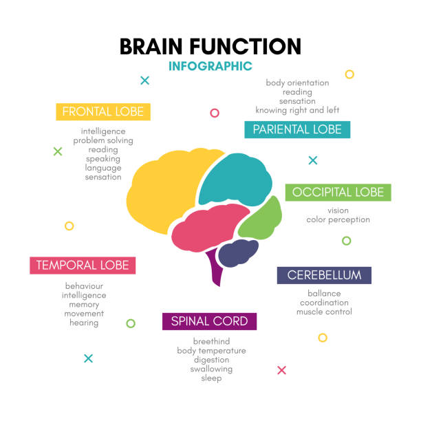 illustrations, cliparts, dessins animés et icônes de esprit de lobe cerveau humain créatif infographie concept - fonction mathématique