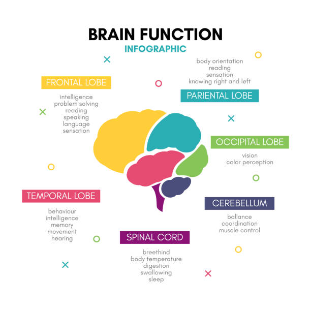 ilustrações de stock, clip art, desenhos animados e ícones de creative human brain infographic concept lobe mind - lobe