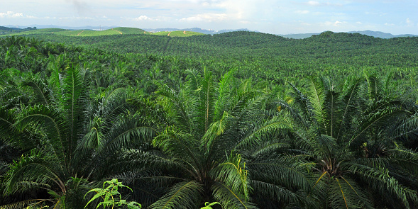 Palm oil production is vital for the economy of Malaysia, which is the world's second- largest producer of the commodity after Indonesia.