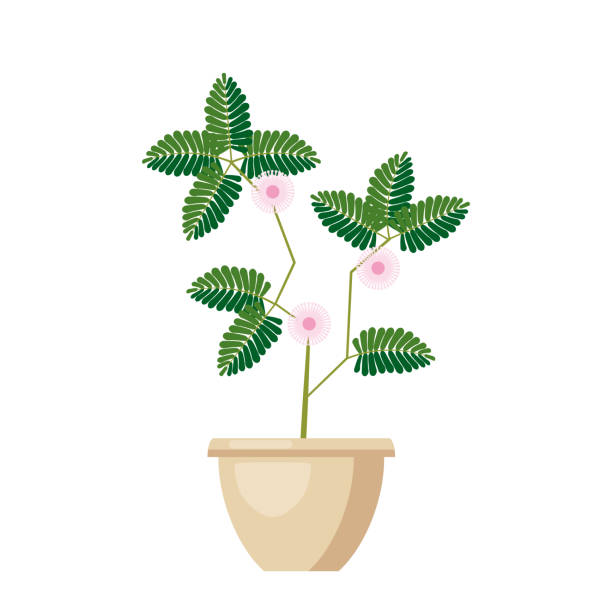 rosa blüte angraecum distichum. grüne blätter, rosa blüten blühende pflanze in vase. vektor-illustration isoliert auf weißem hintergrund - backgrounds green pink silk stock-grafiken, -clipart, -cartoons und -symbole