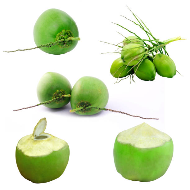 istock Set of coconut fruit isolated on white background 1125590582