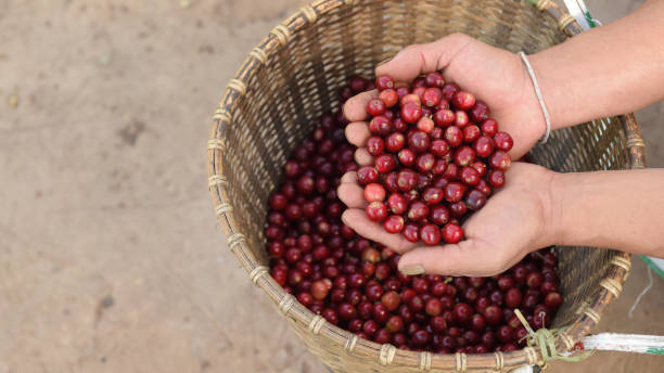 istock Close up of red berries coffee beans 1125591561
