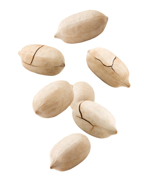 istock Falling pecan, nut, isolated on white background, clipping path, full depth of field 1125591747