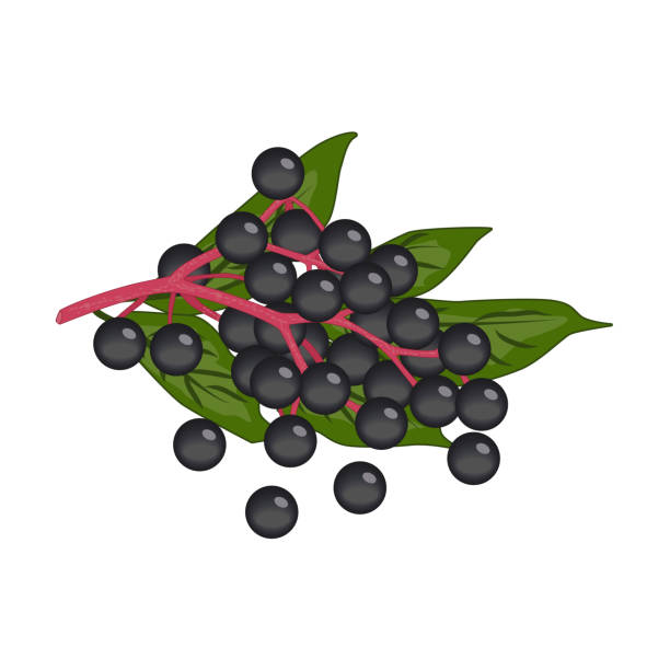 haufen von kleinen schwarzen runden holunder beeren mit grünen blättern - vektor-cliparts - message holder stock-grafiken, -clipart, -cartoons und -symbole