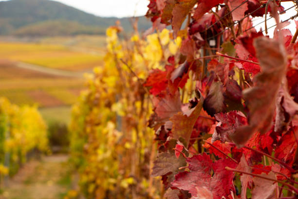 primo piano di foglie di vino rosso e giallo nel palatinato - leaf autumn leafes tree foto e immagini stock